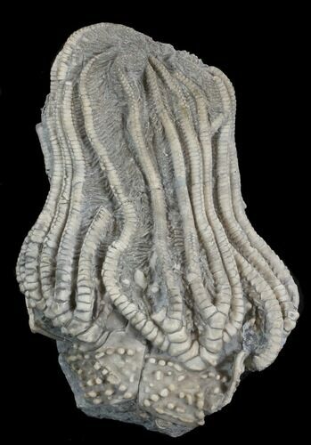 Elegantocrinus Crinoid Crown - Crawfordsville, Indiana #42960